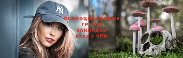 стаф Аркадак