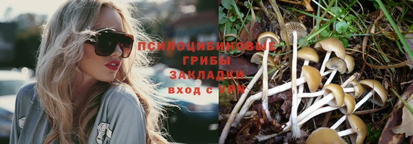 стаф Аркадак
